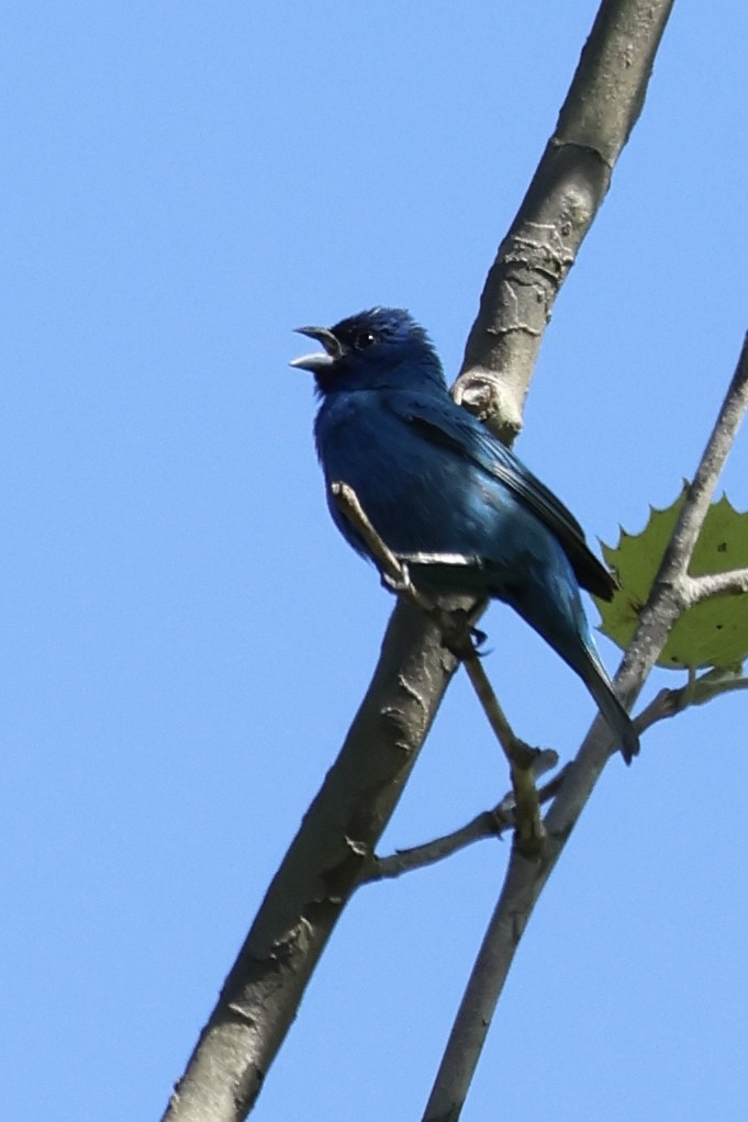 Passerin indigo - ML619791695