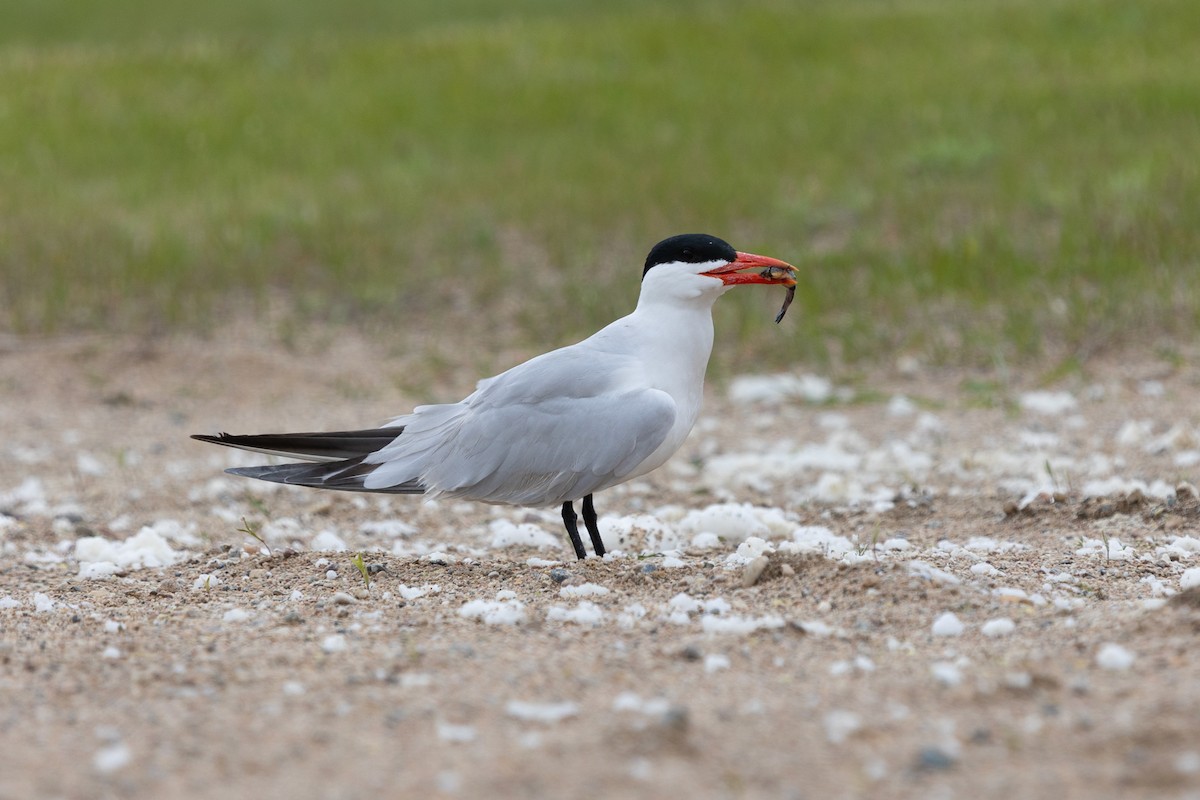 Caspian Tern - ML619791704