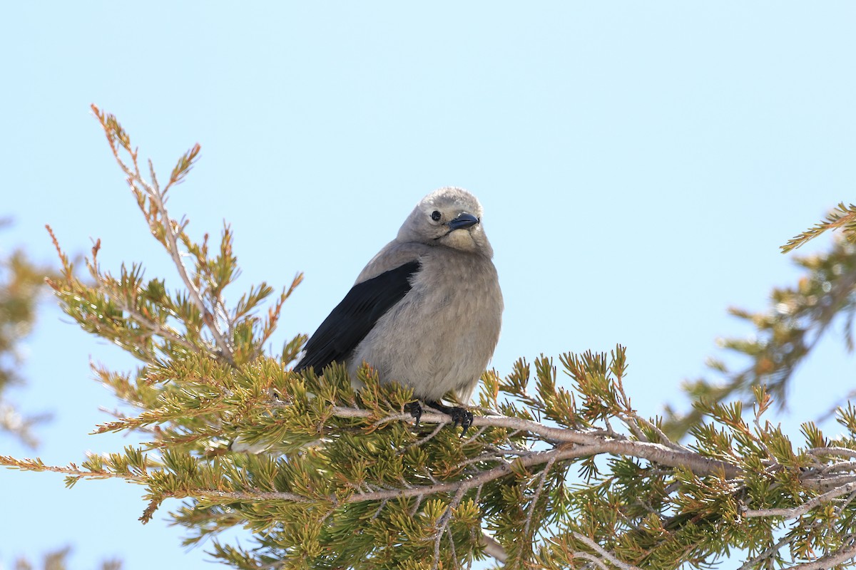 Clark's Nutcracker - ML619791706