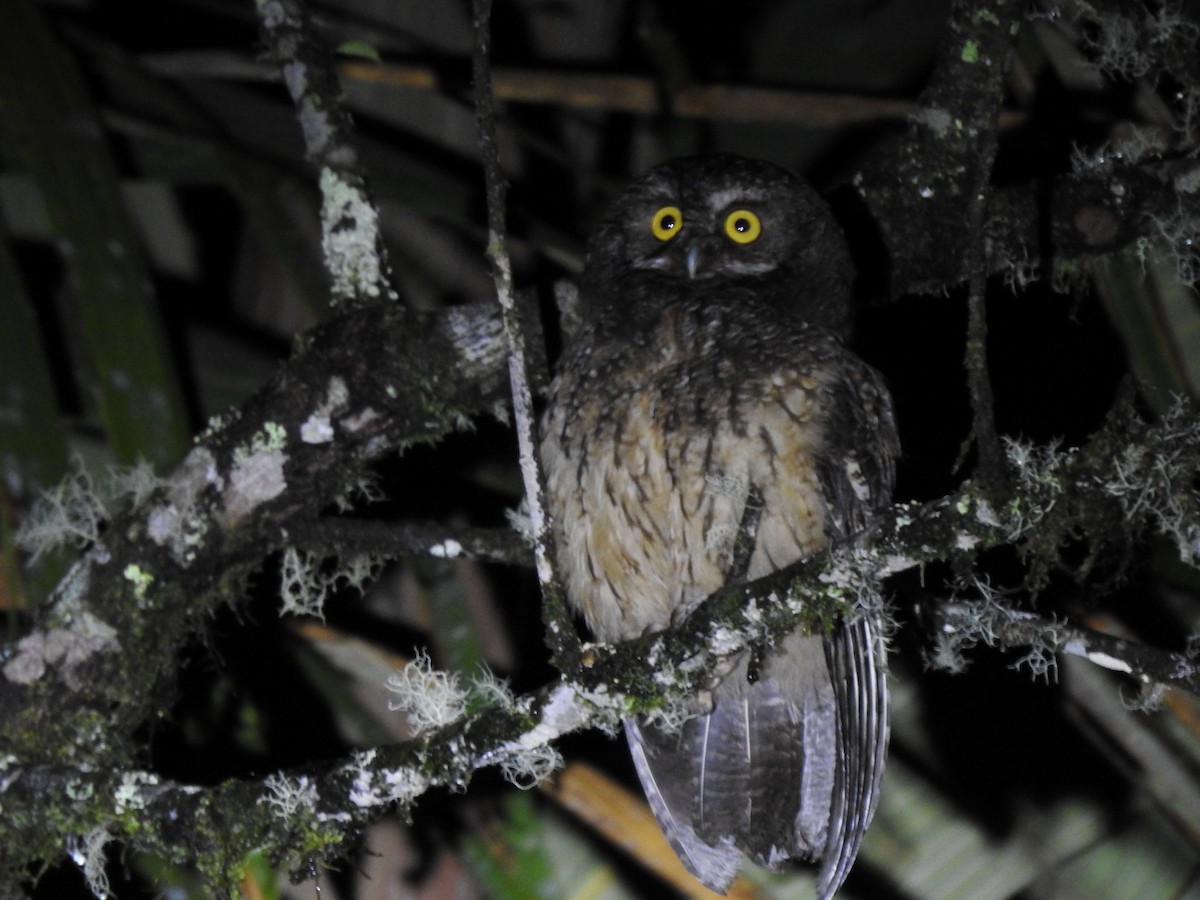 White-throated Screech-Owl - ML619791715
