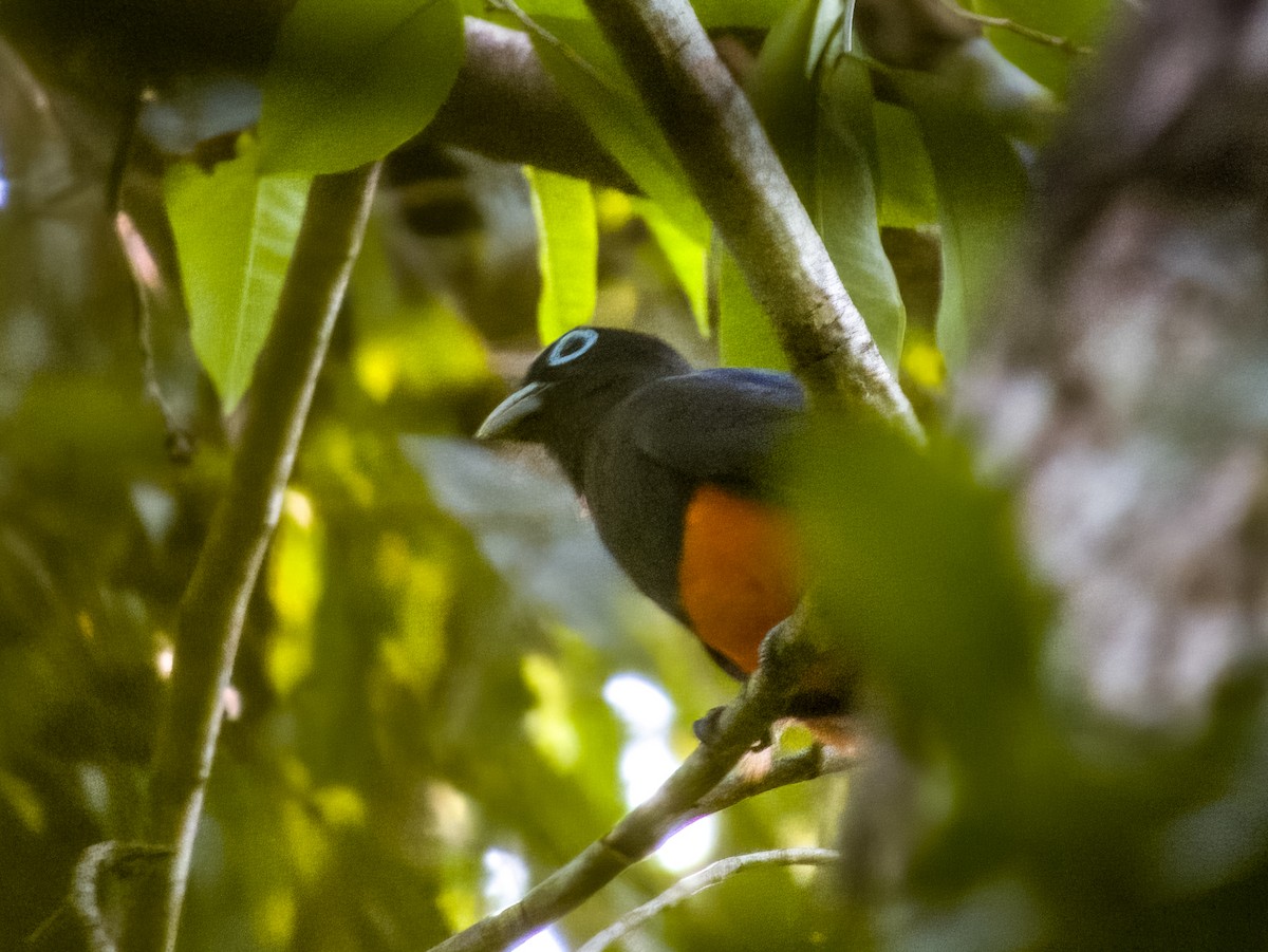 Baird's Trogon - ML619791731