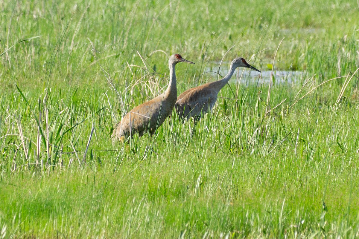 Sandhill Crane - ML619791735