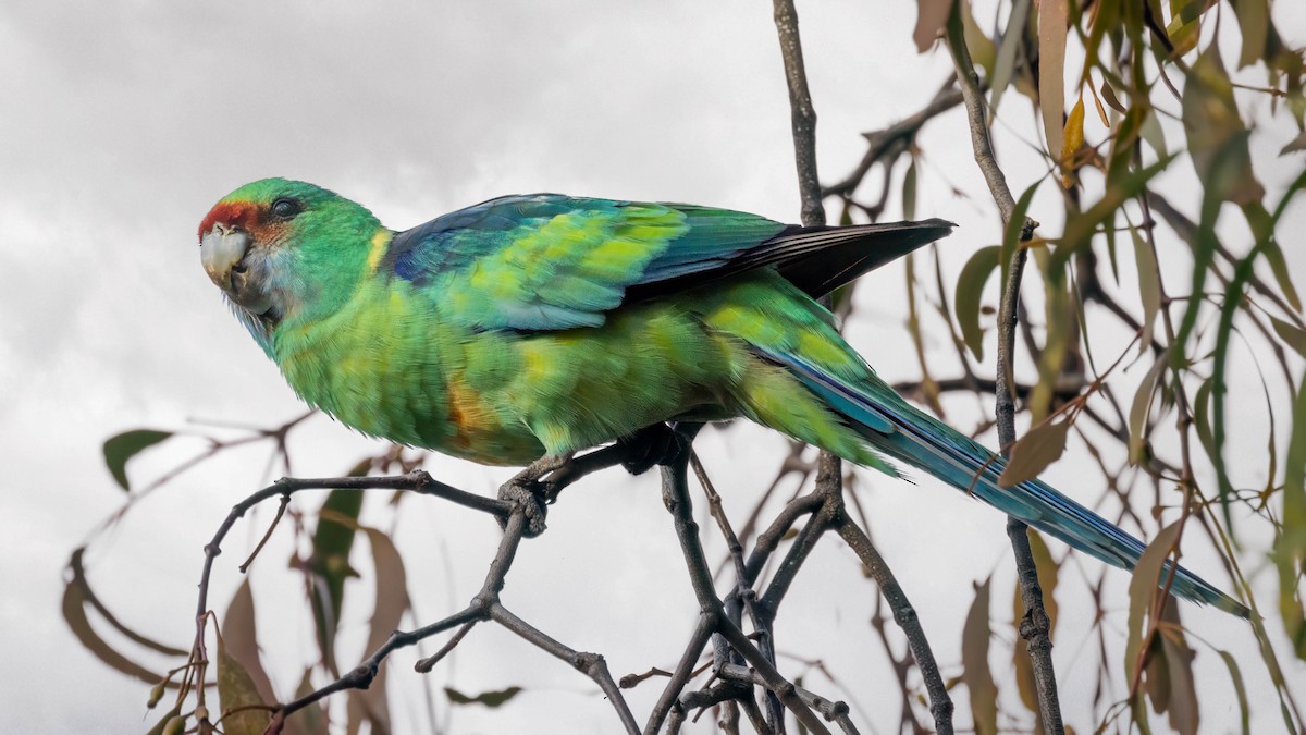 Perico de Port Lincoln - ML619791742