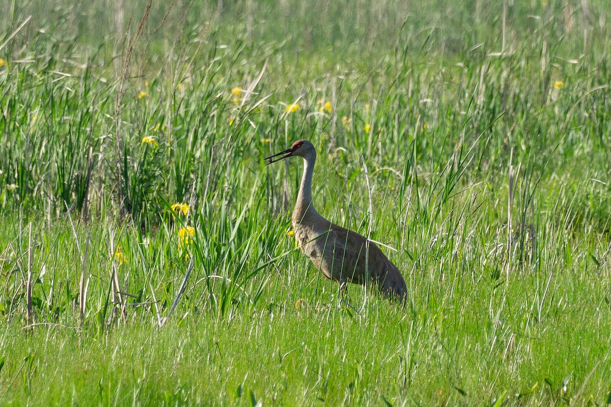 Sandhill Crane - ML619791755