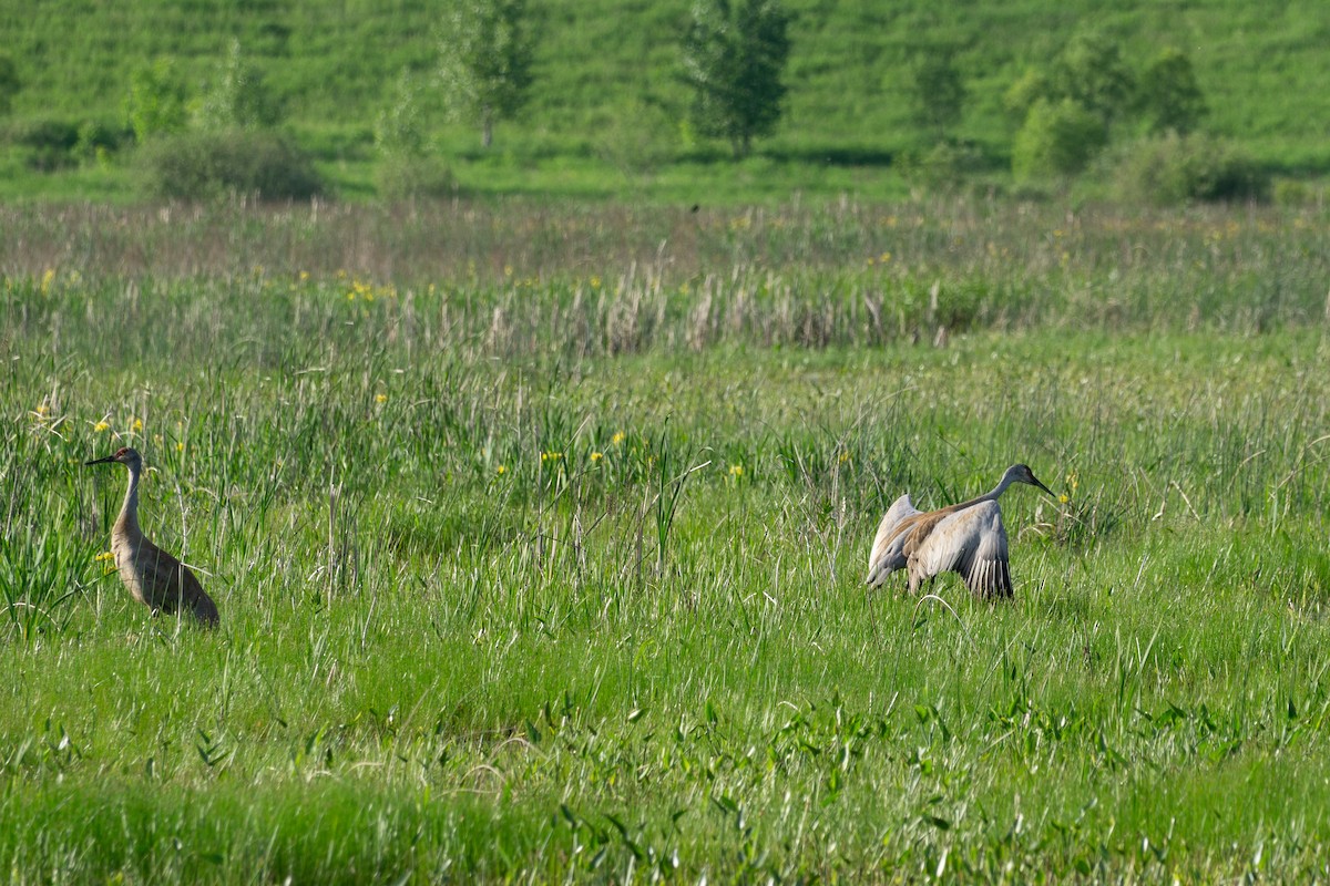 Sandhill Crane - ML619791758