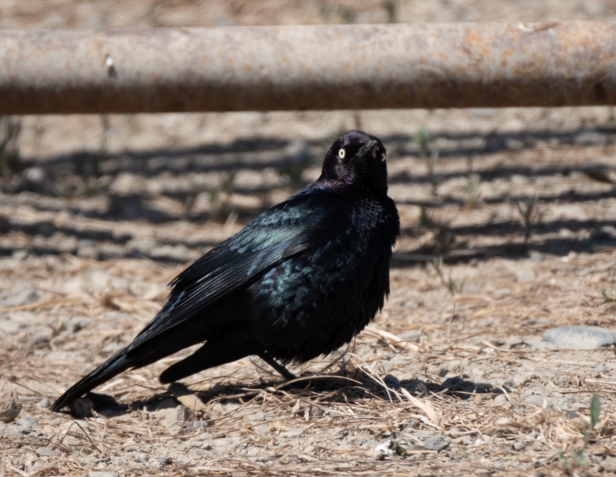 Brewer's Blackbird - ML619791761