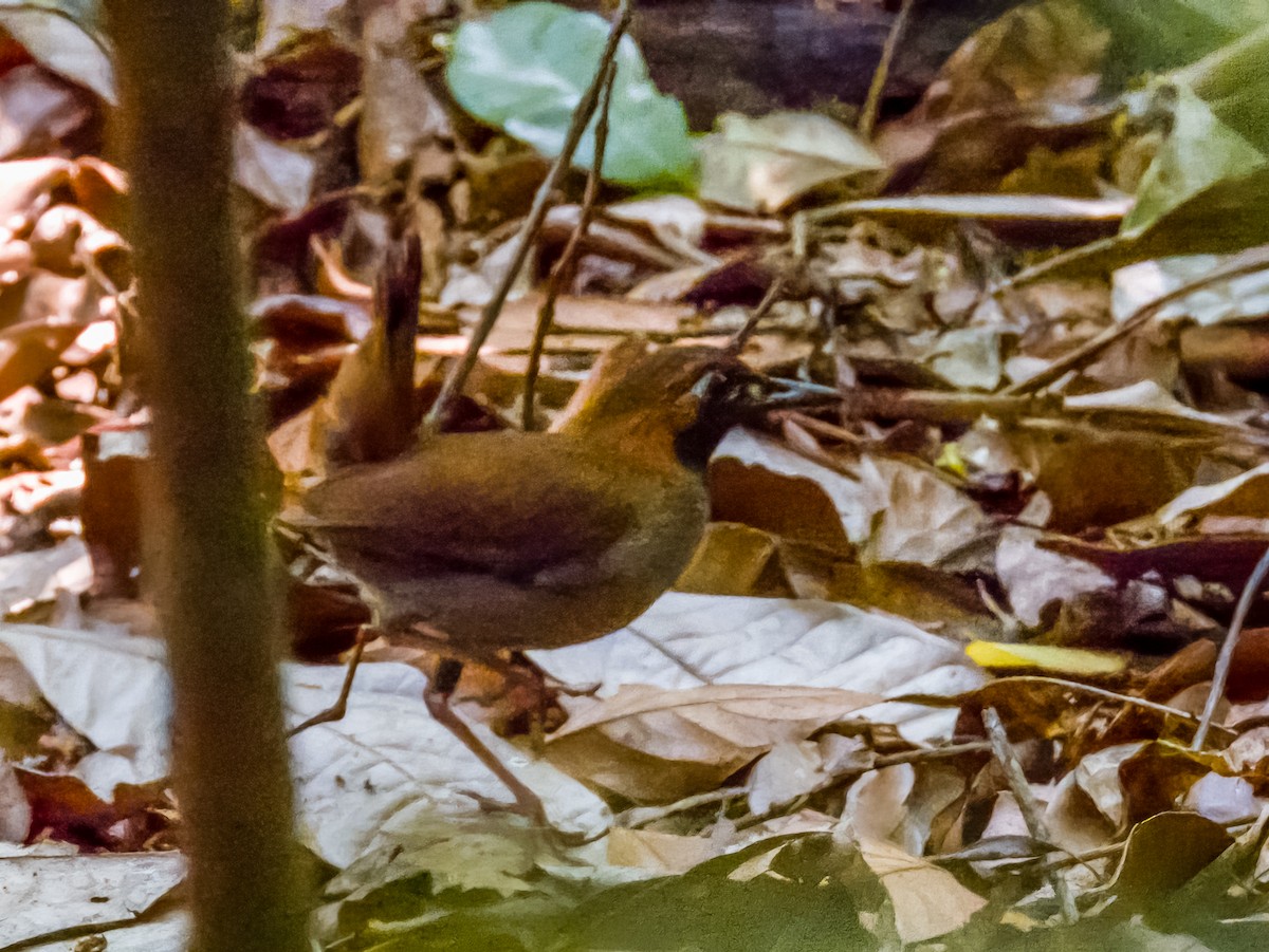 Black-faced Antthrush - ML619791768