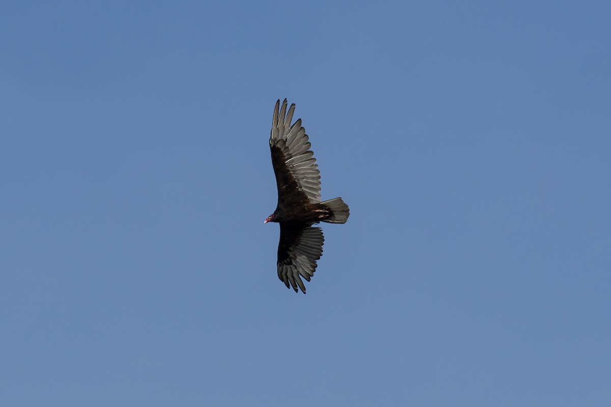 Turkey Vulture - ML619791772