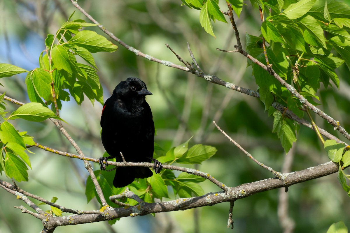 Red-winged Blackbird - ML619791777