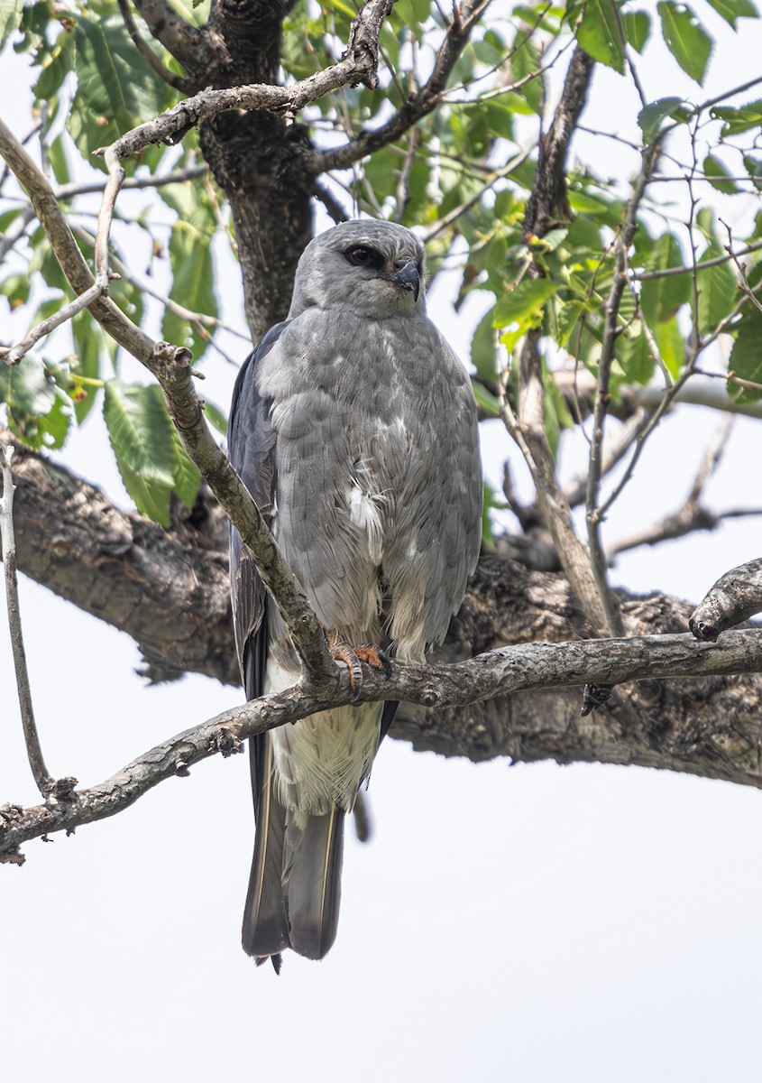 Mississippi Kite - ML619791783