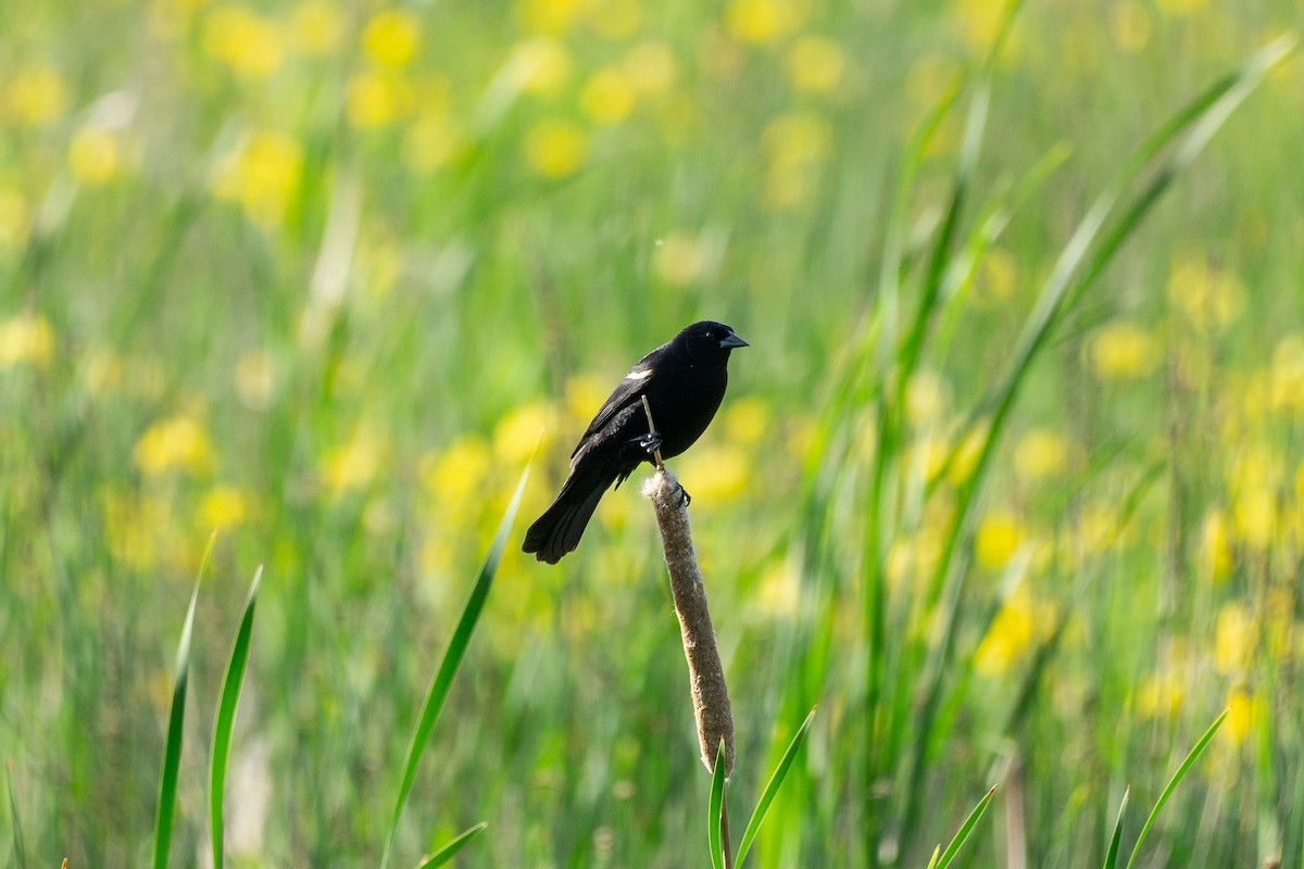 Red-winged Blackbird - ML619791784