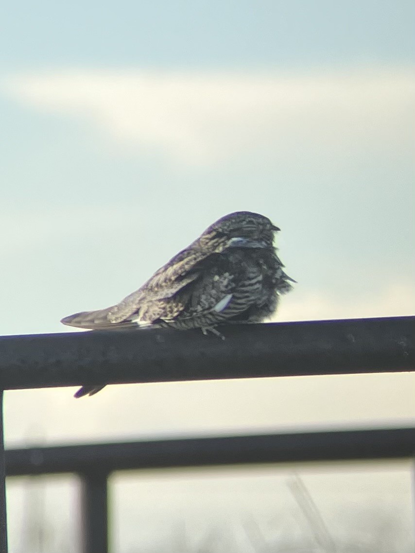 Common Nighthawk - ML619791788