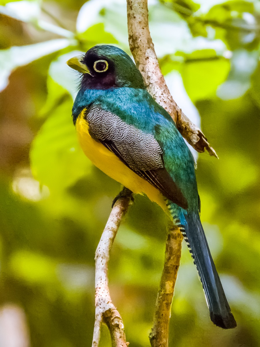 Kuzeyli Kara Gerdanlı Trogon - ML619791789