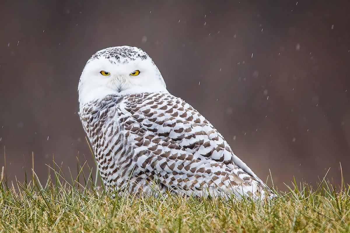 Snowy Owl - Scott Kiser