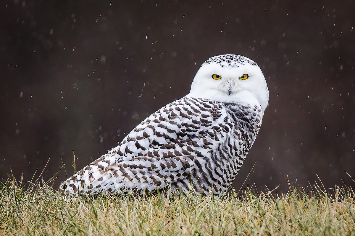 Snowy Owl - ML619791793