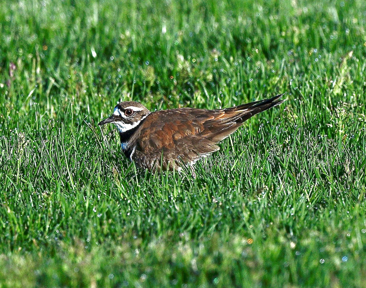 Killdeer - ML619791798