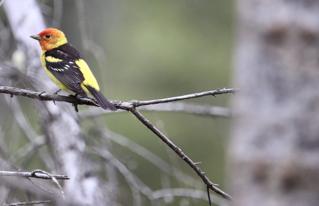 Western Tanager - ML619791817