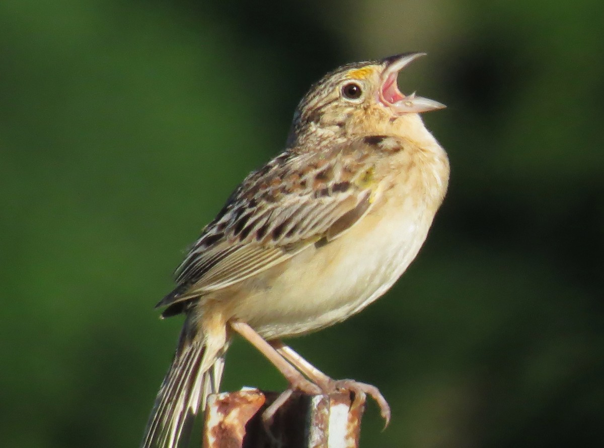 Grasshopper Sparrow - ML619791819