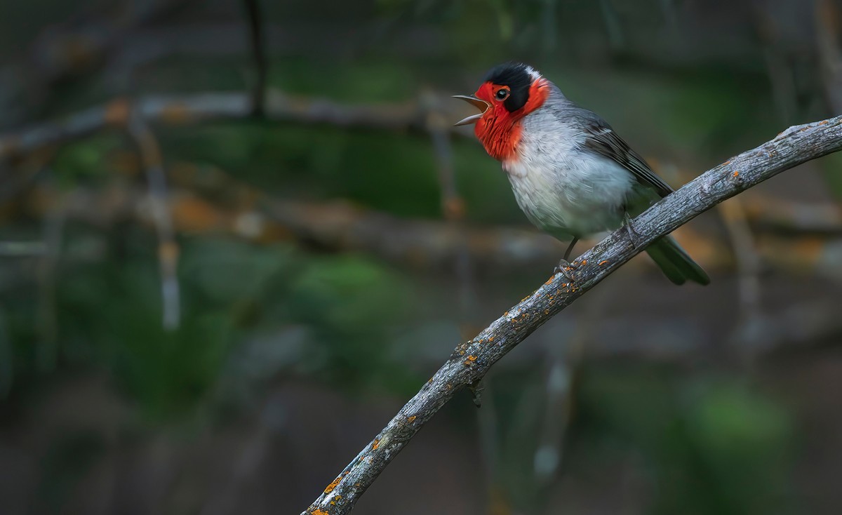 Red-faced Warbler - ML619791825