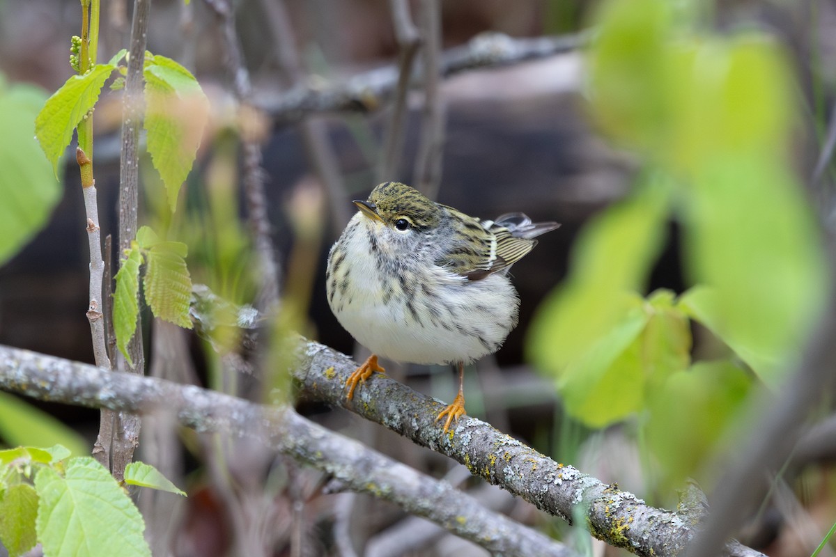 Paruline rayée - ML619791844