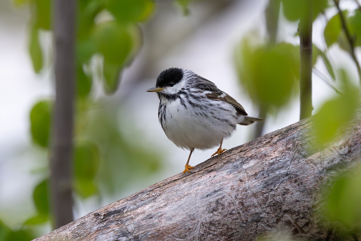 Blackpoll Warbler - ML619791845