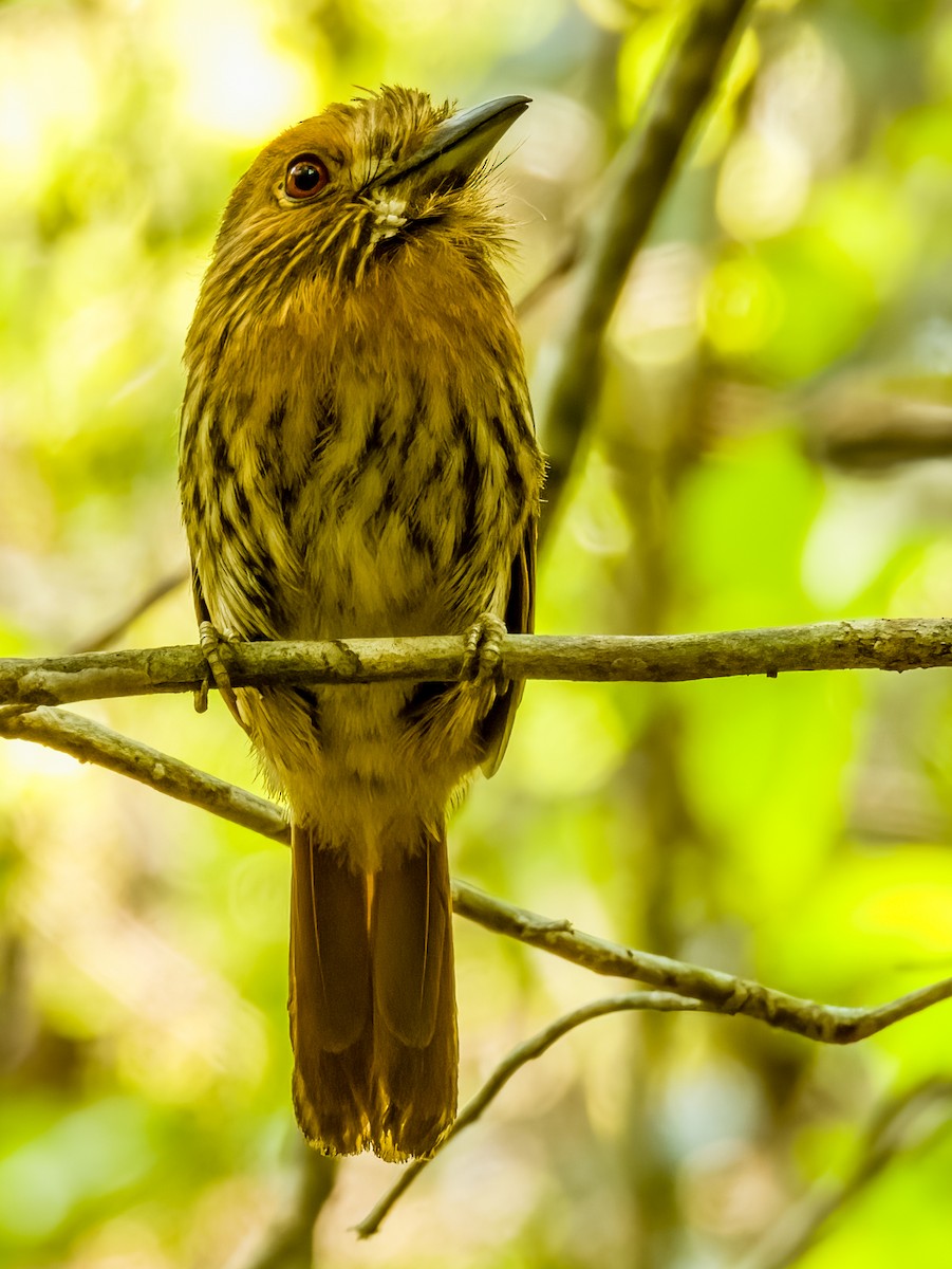 White-whiskered Puffbird - ML619791848