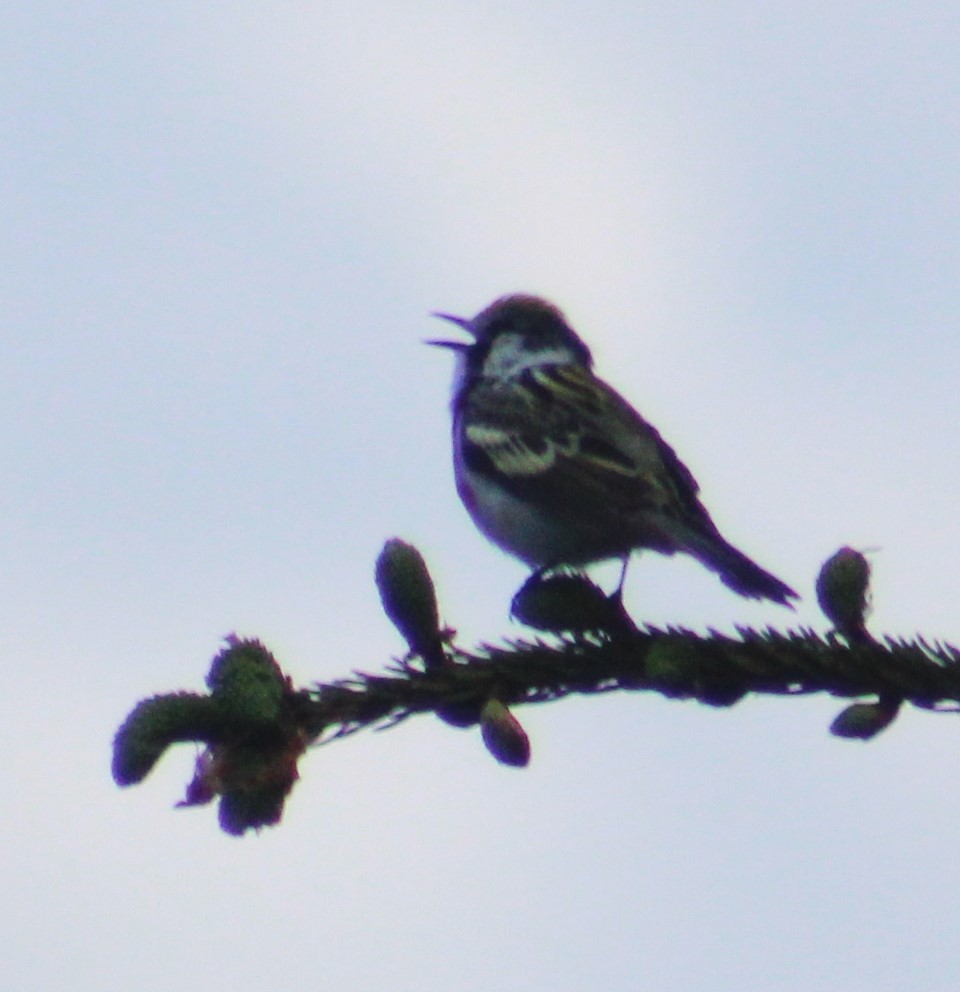 Chestnut-sided Warbler - ML619791887