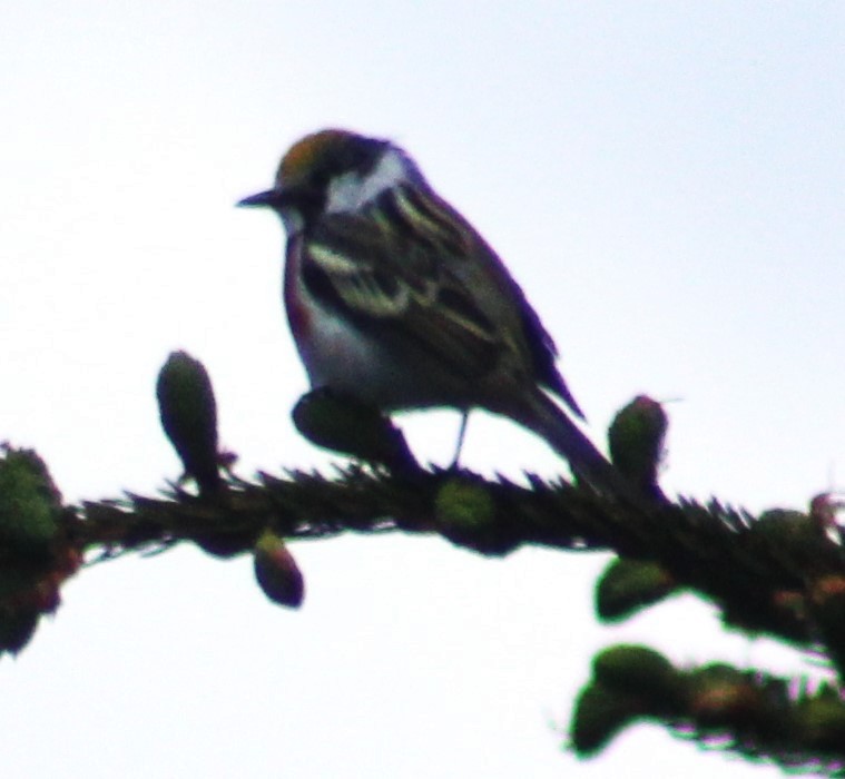 Chestnut-sided Warbler - ML619791888