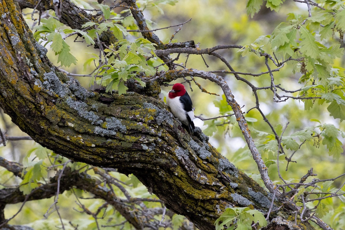 Red-headed Woodpecker - ML619791902
