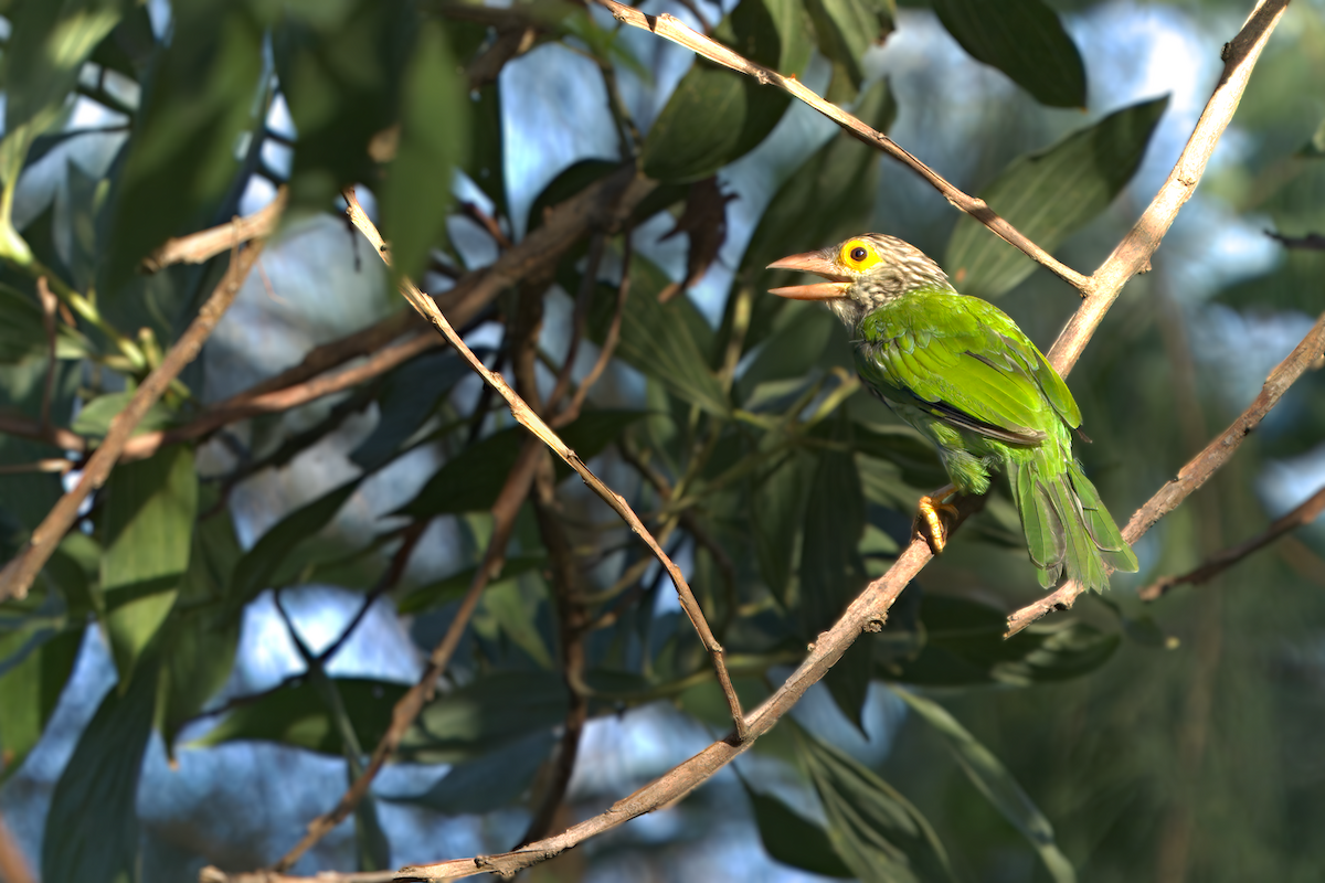 Lineated Barbet - ML619791903