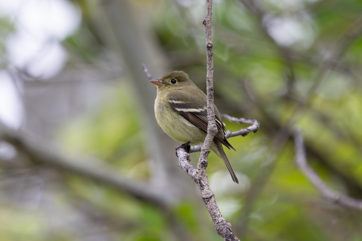 Moucherolle à ventre jaune - ML619791910