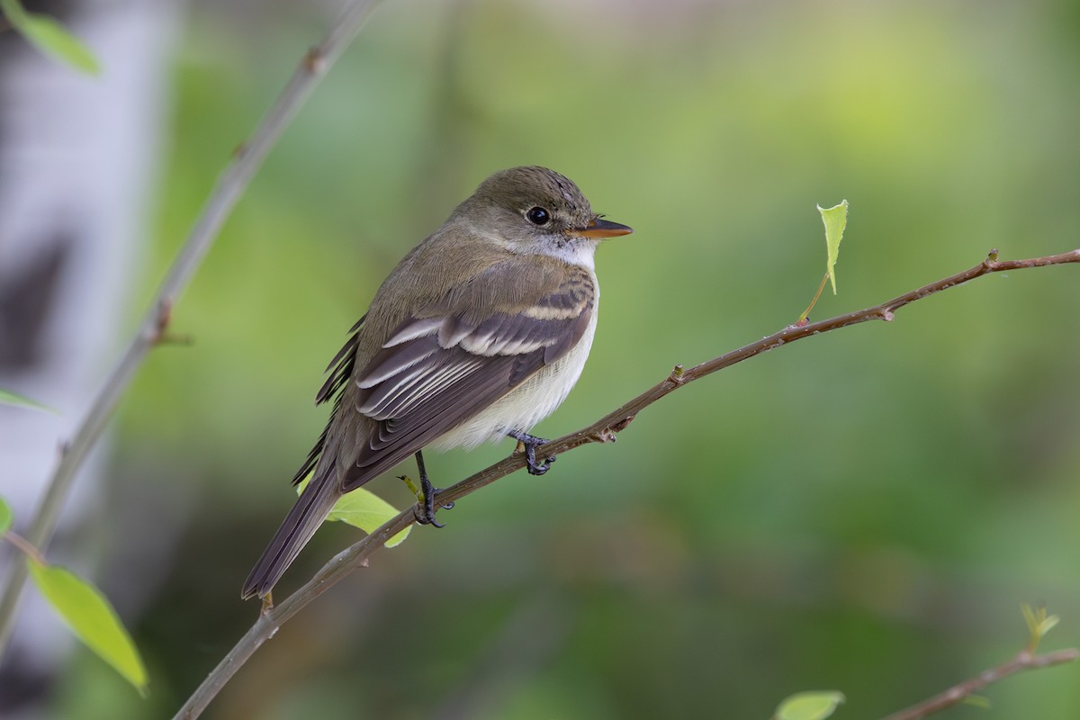 Alder Flycatcher - ML619791922