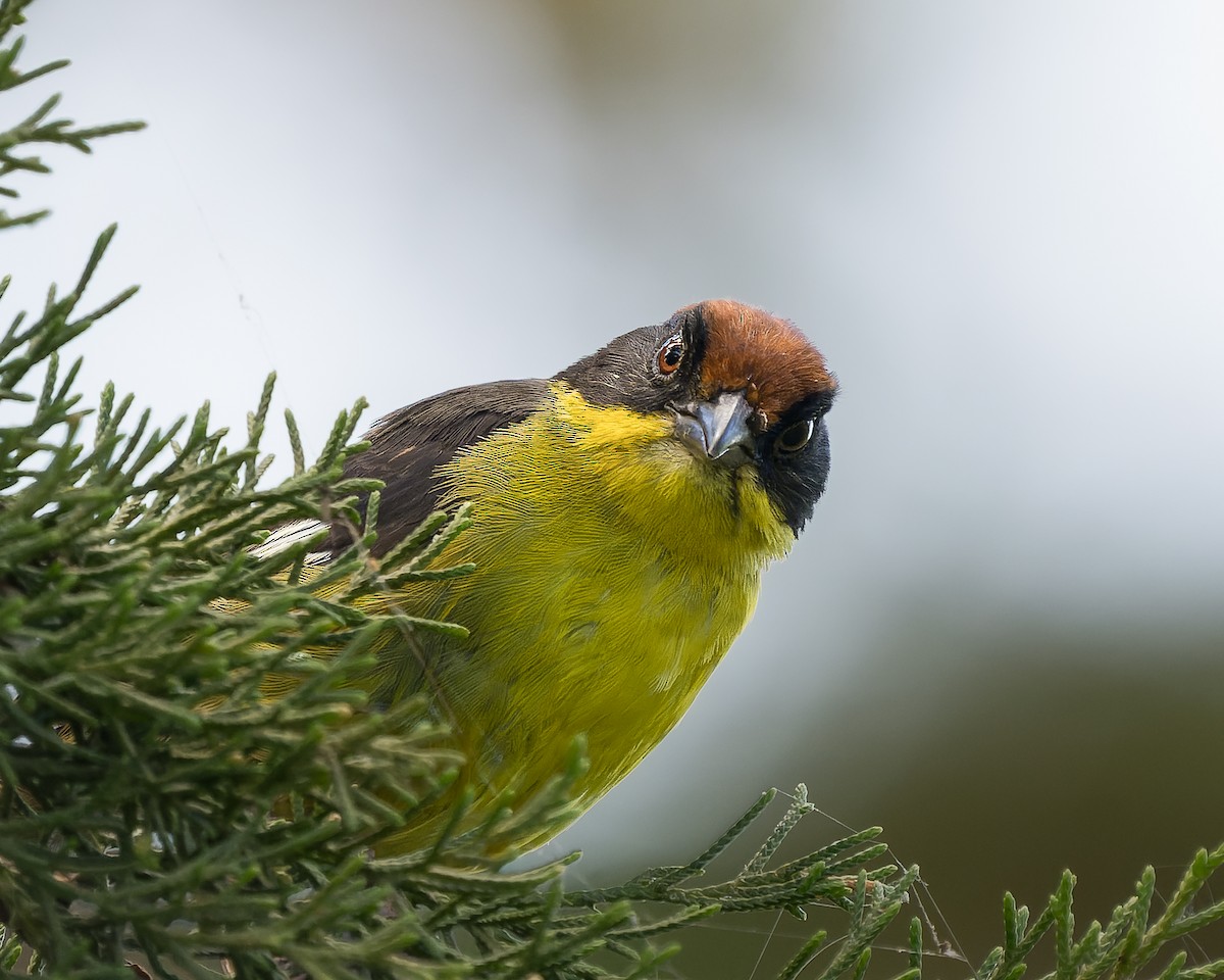 Yellow-breasted Brushfinch - ML619791928