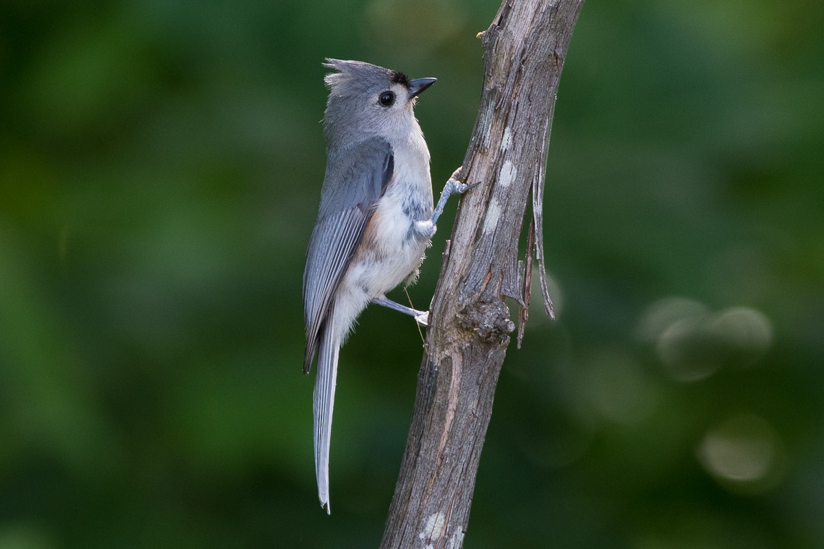 Tufted Titmouse - ML619791933