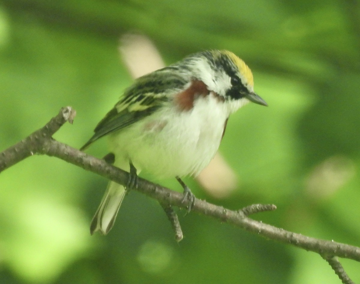 Chestnut-sided Warbler - ML619791934