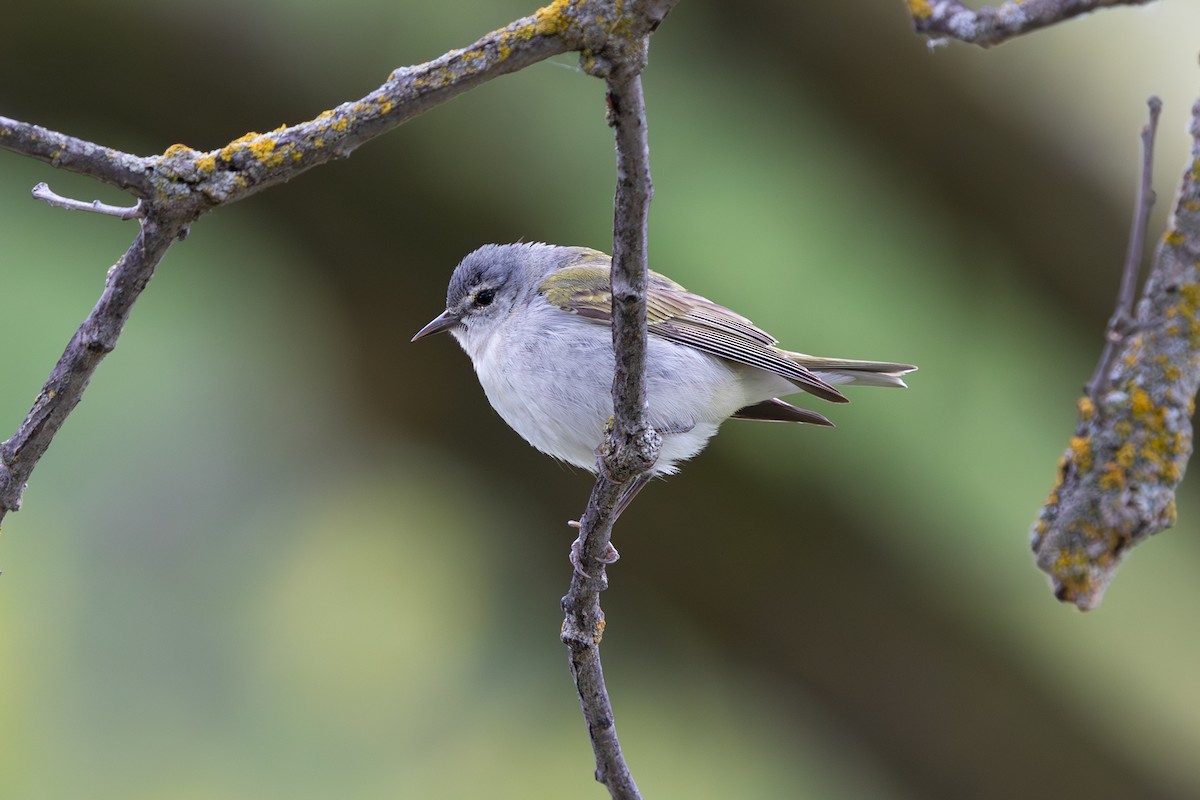 Tennessee Warbler - ML619791936