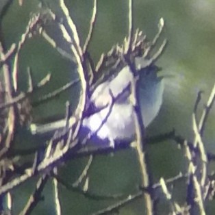 Blue-gray Gnatcatcher - ML619791945