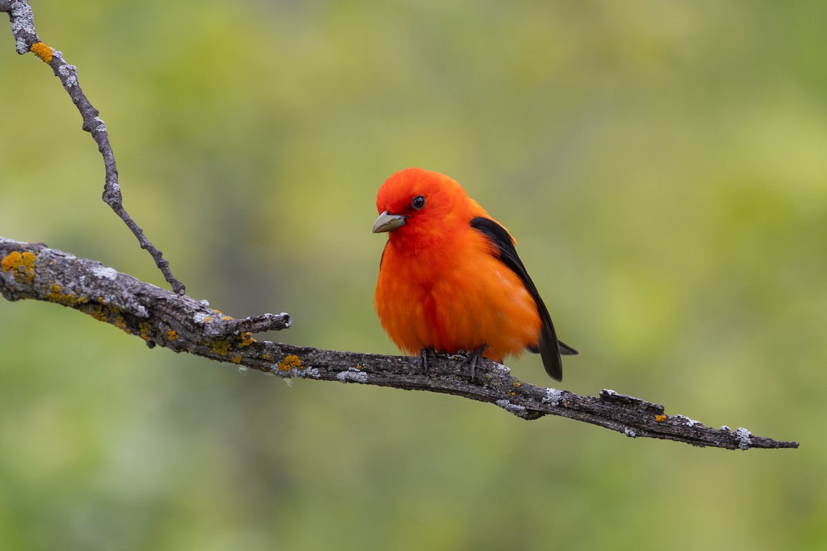 Scarlet Tanager - ML619791946