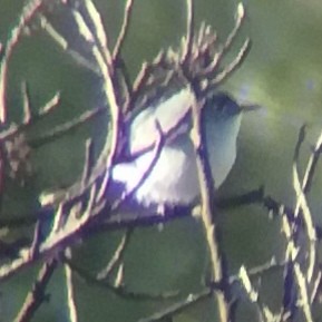 Blue-gray Gnatcatcher - ML619791947