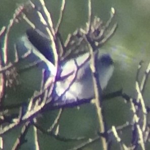 Blue-gray Gnatcatcher - ML619791954