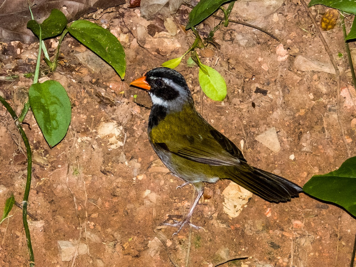 Orange-billed Sparrow - ML619791993