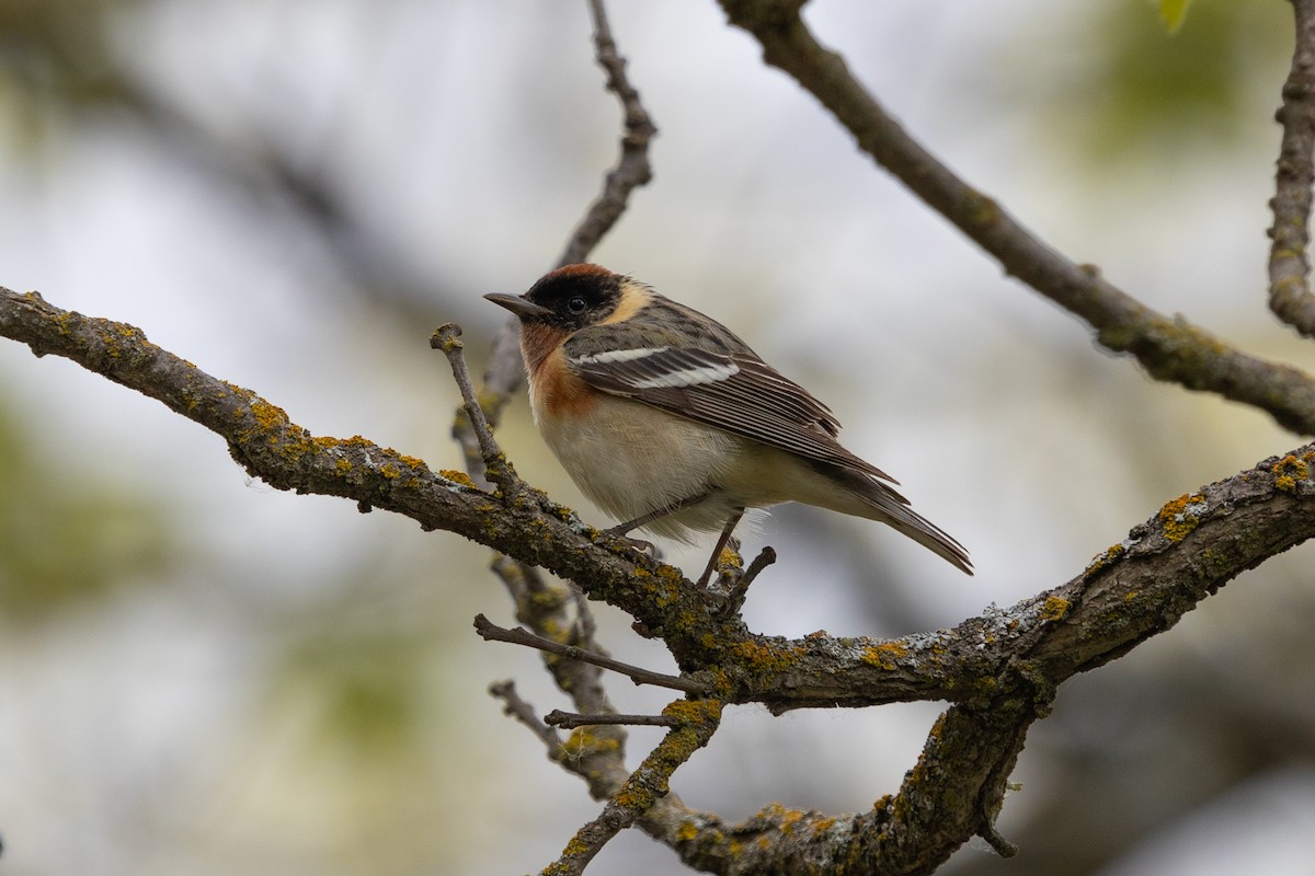 Bay-breasted Warbler - ML619791995