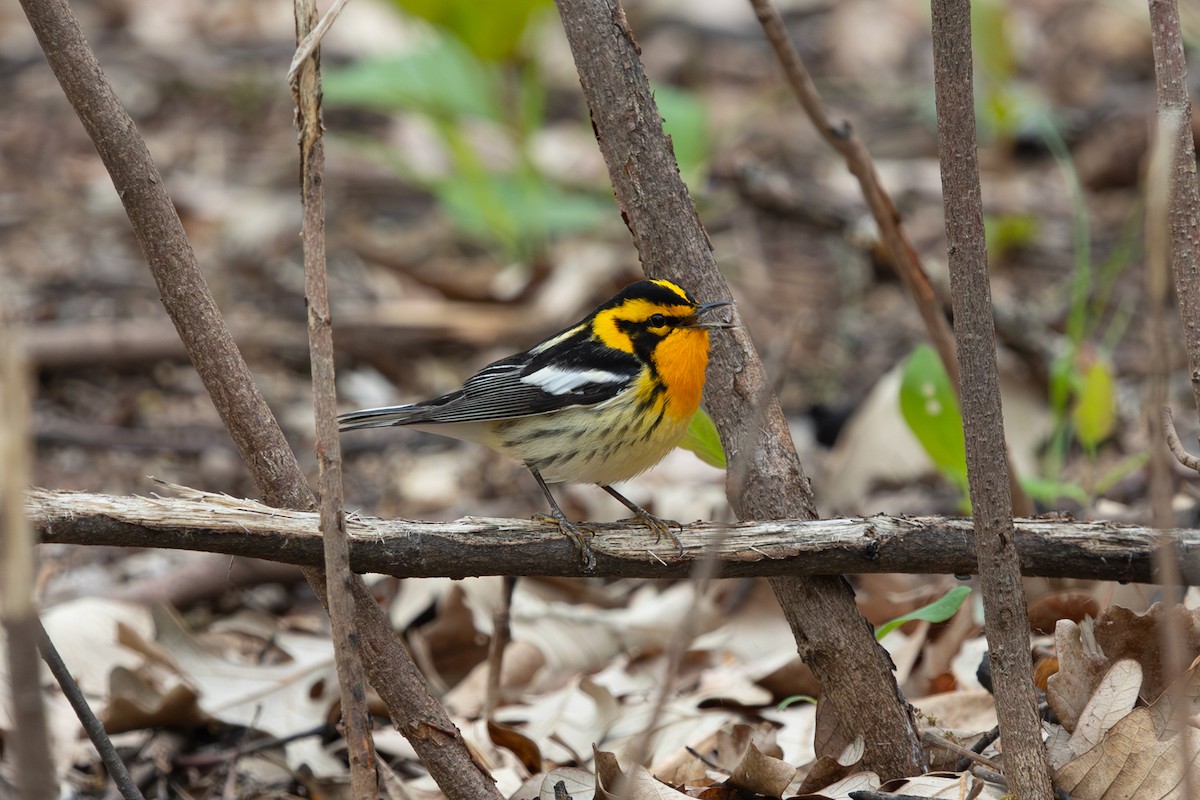 Blackburnian Warbler - ML619792004