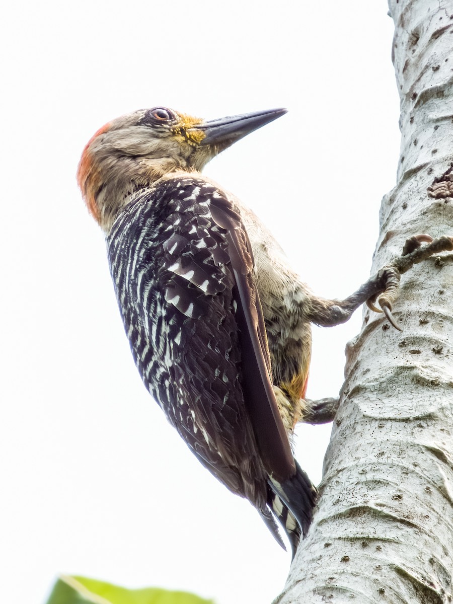 Red-crowned Woodpecker - ML619792016