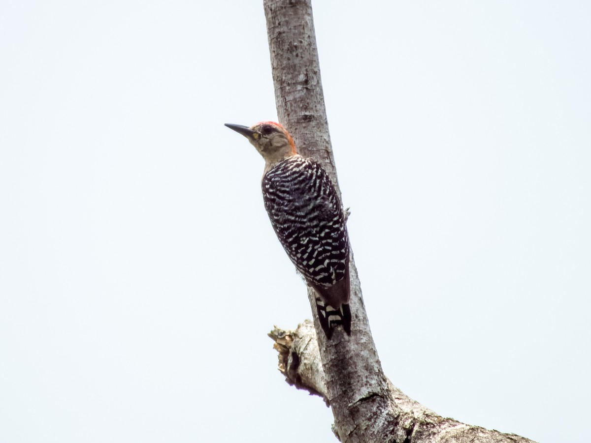 Red-crowned Woodpecker - ML619792021