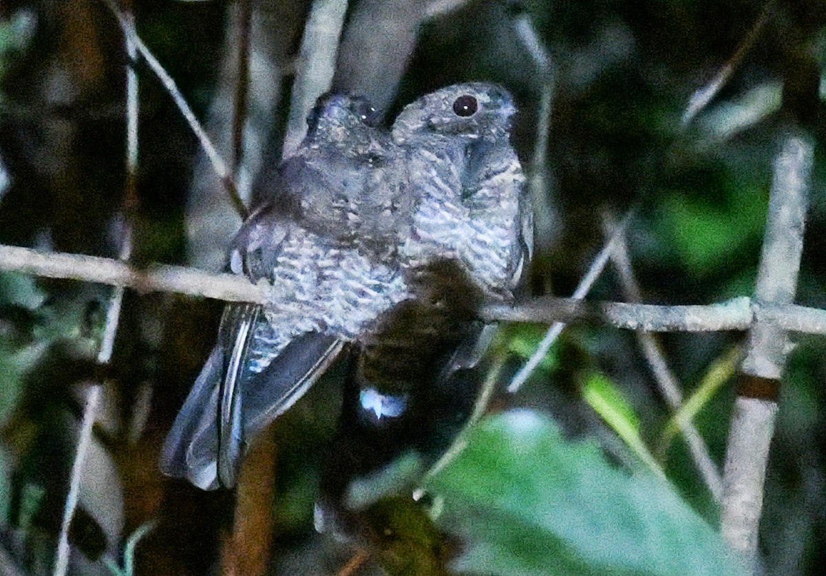 Band-tailed Nighthawk - Laurence Green