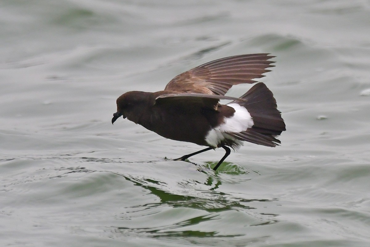 Wilson's Storm-Petrel - ML619792033