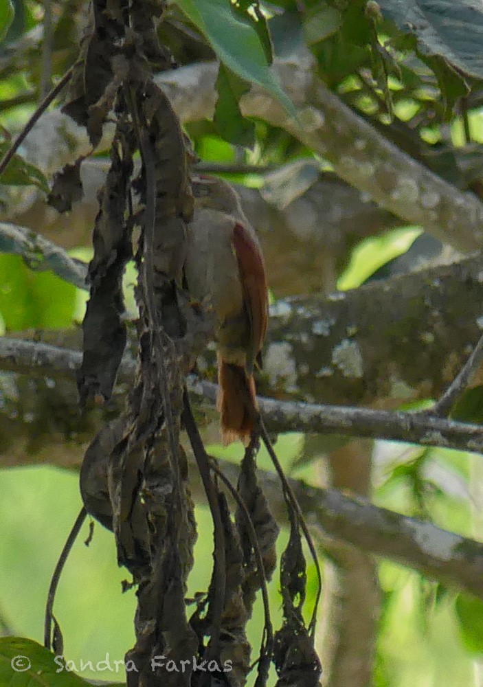 Line-cheeked Spinetail - Sandra Farkas