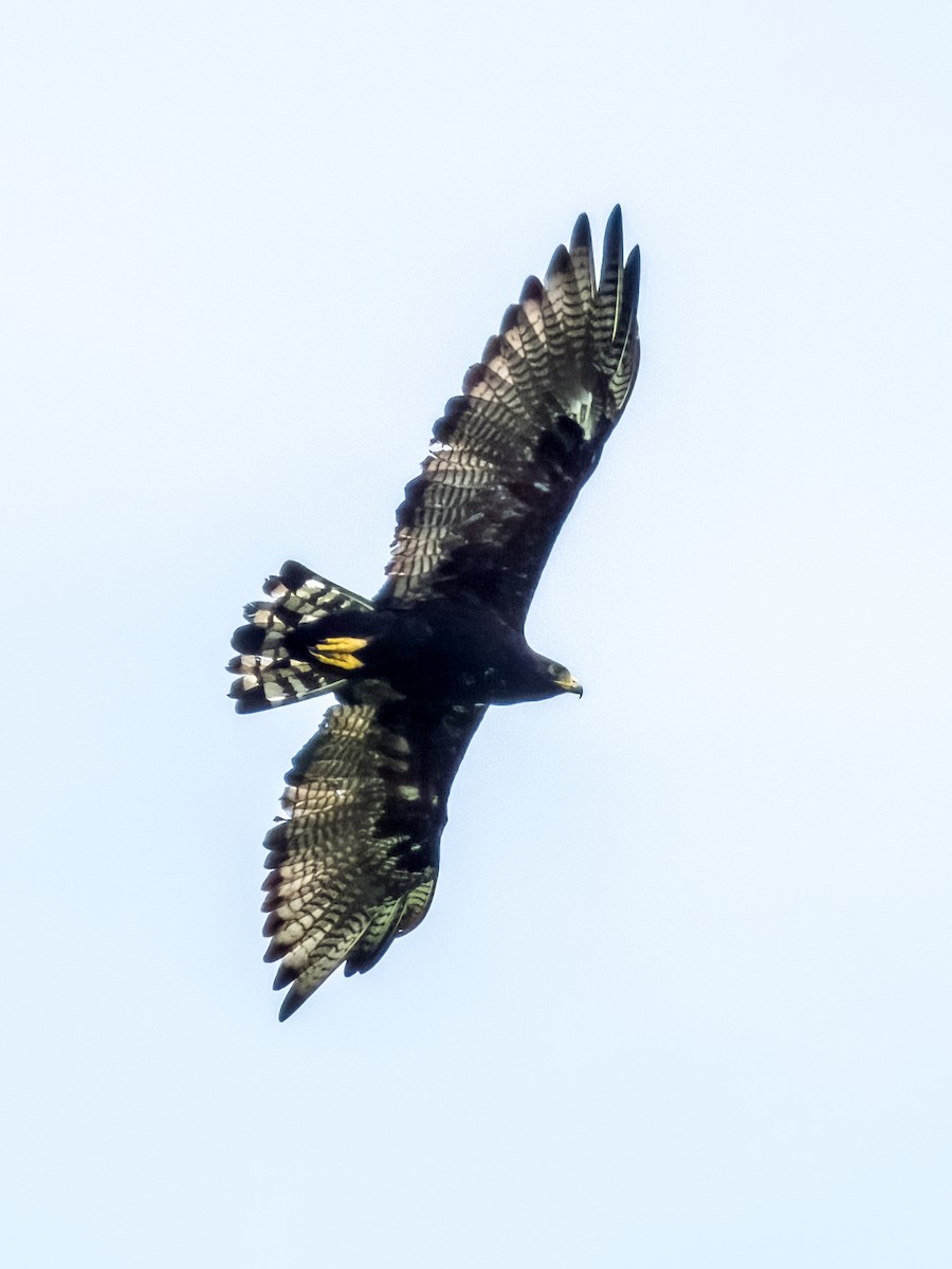 Zone-tailed Hawk - ML619792084