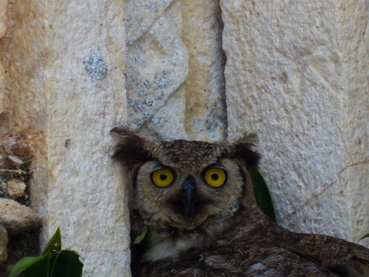 Great Horned Owl - ML619792086